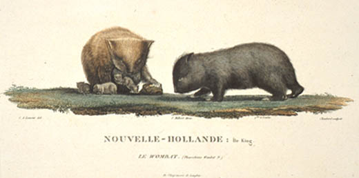 C.A. Lesueur. Wombats. Voyage de Découvertes aux Terres Australes ... Atlas par Mm Lesueur et Petit. Paris, 1807